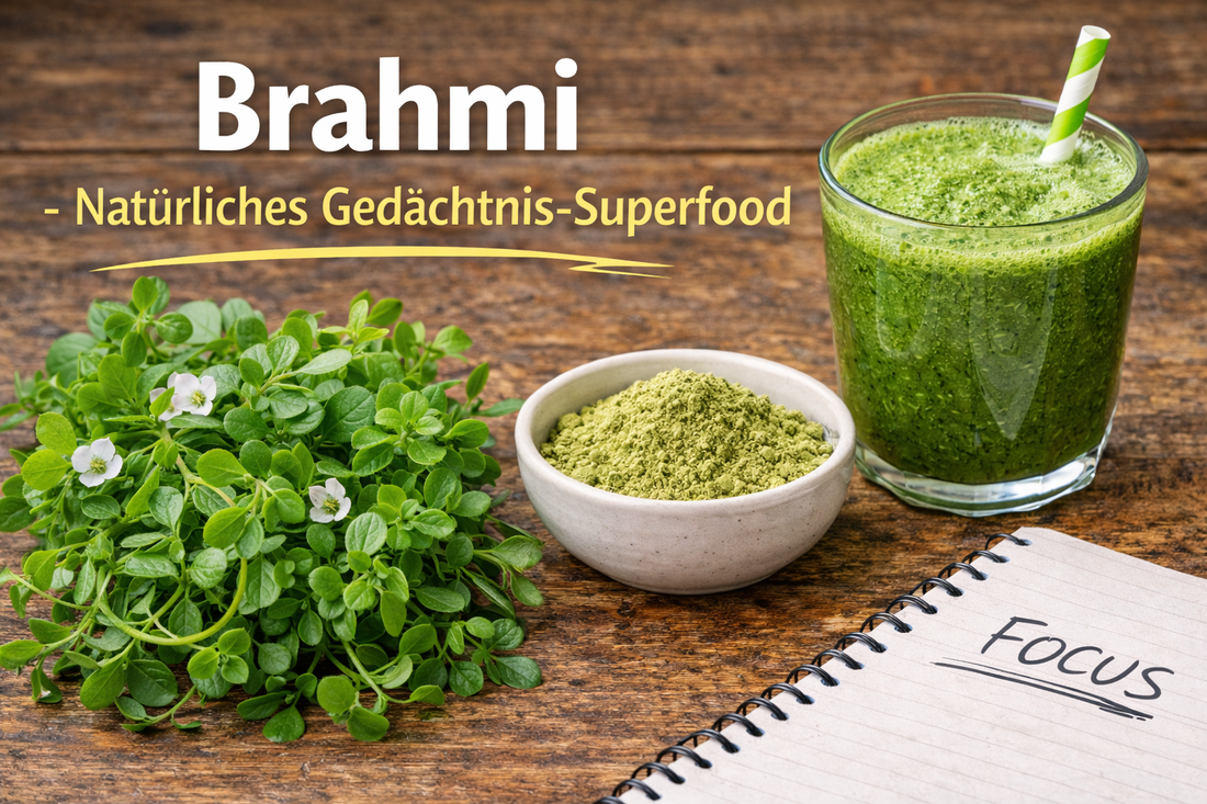 Brahmi Pflanze und Pulver als Superfood für Gedächtnis und Konzentration