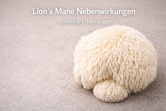 Lion’s Mane Heilpilz (Hericium erinaceus) als natürlicher Pilz für Fokus, Gehirnfunktion und mentale Klarheit